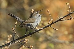 Bewick's Wren